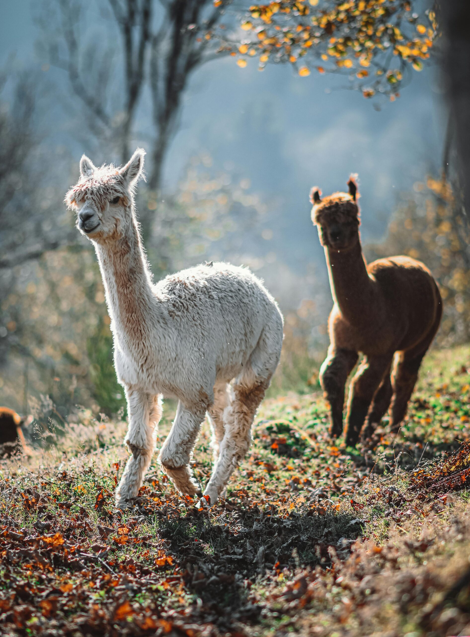 WhatsApp Image 2025-05-09 at 21.15.55 (1) 2 wild alpacas