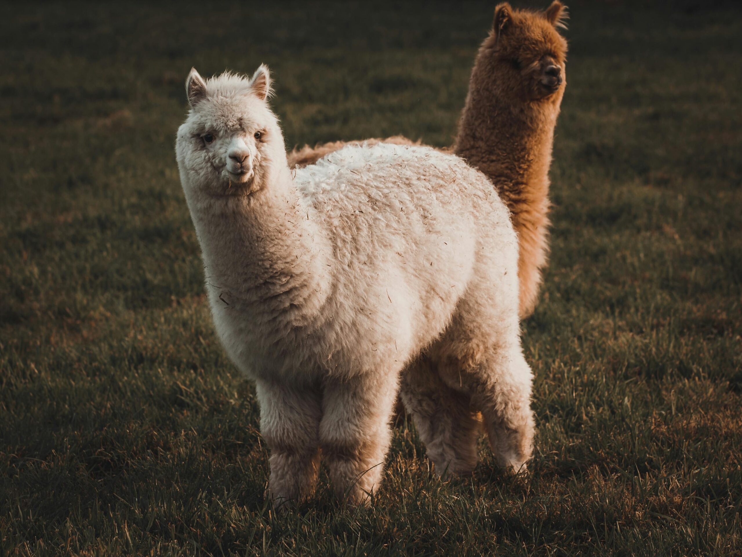 2 Alpaca colors