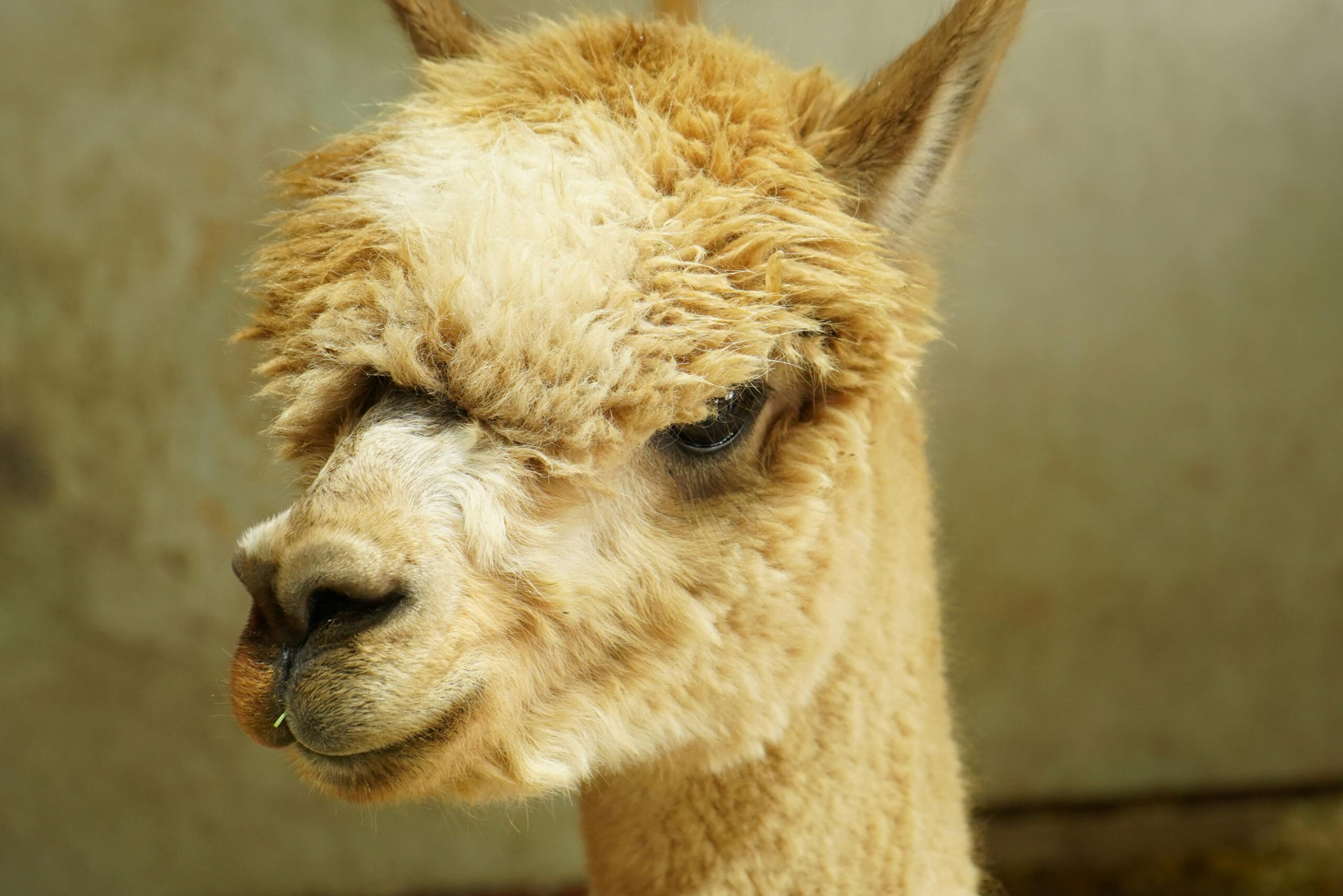 Alpaca_Close up